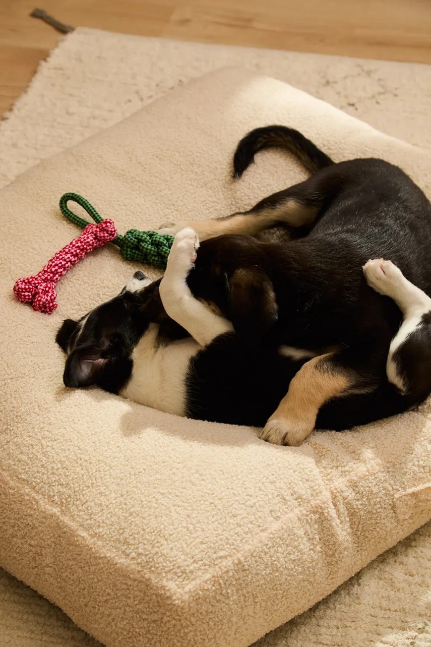 Κρεβάτι για κατοικίδια Calma House Taico 90 x 75 x 12 cm φωτογραφία