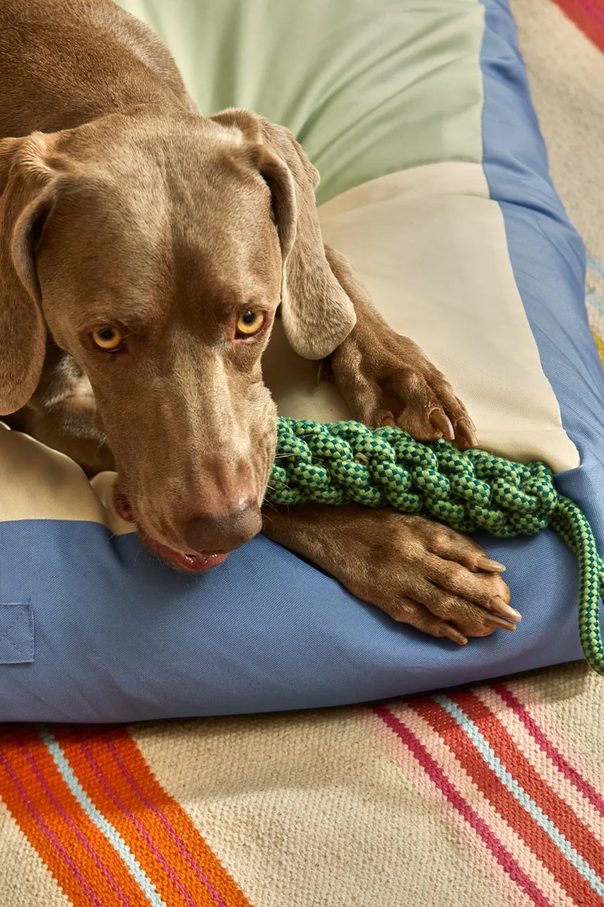 Παιχνίδι για κατοικίδιο Calma House Buby 31 cm χρώμα: πράσινο φωτογραφία