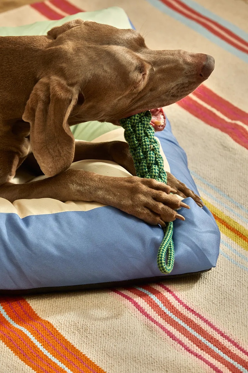 Παιχνίδι για κατοικίδιο Calma House Buby 31 cm χρώμα: πράσινο φωτογραφία