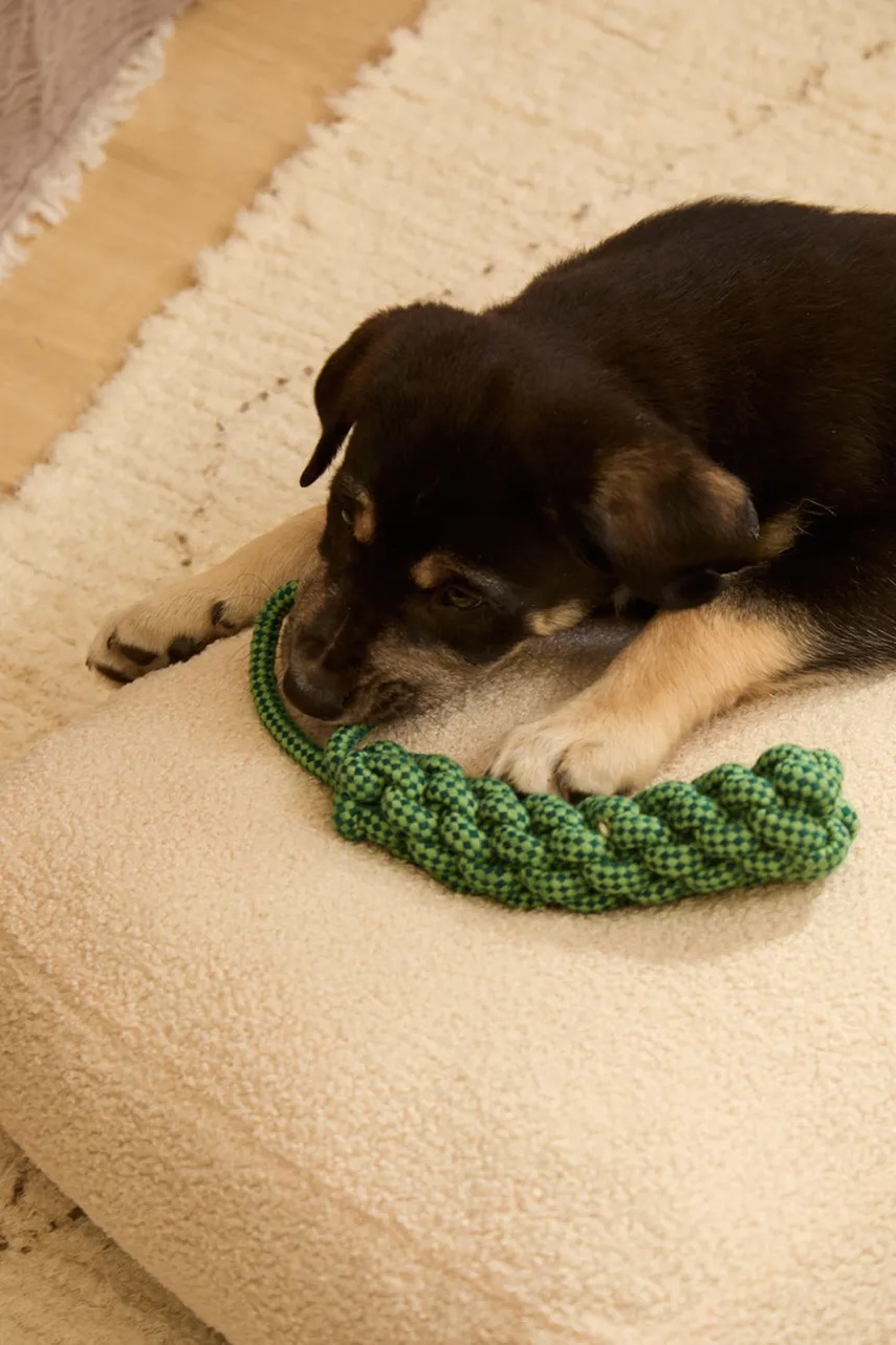 Παιχνίδι για κατοικίδιο Calma House Buby 31 cm χρώμα: πράσινο φωτογραφία