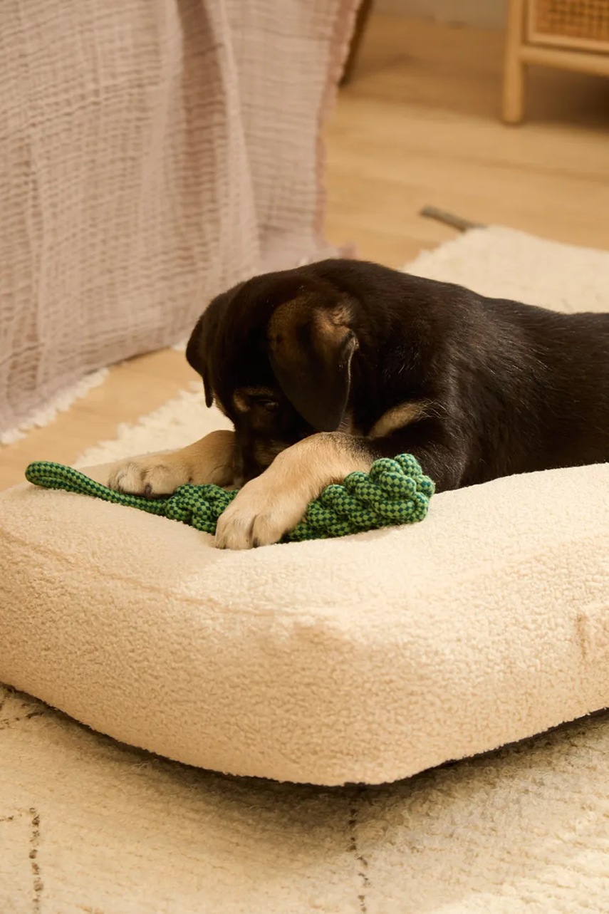 Παιχνίδι για κατοικίδιο Calma House Buby 31 cm χρώμα: πράσινο φωτογραφία