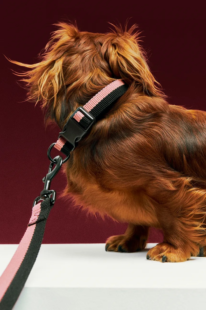 Κολάρο για σκύλους HAY M/L 2,5 x 40-65 cm φωτογραφία