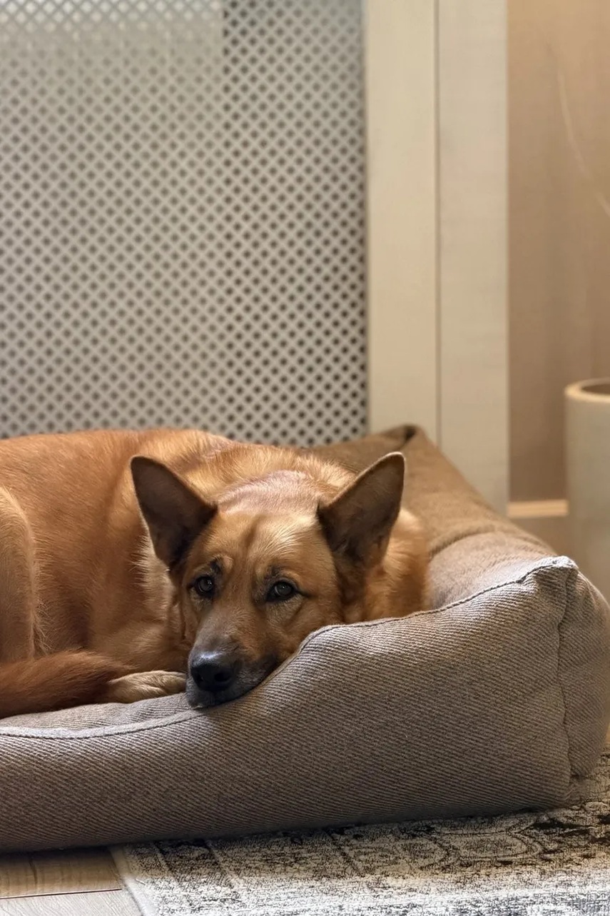 Κρεβάτι για κατοικίδια Bebobi Moe 100 x 90 x 20 cm φωτογραφία