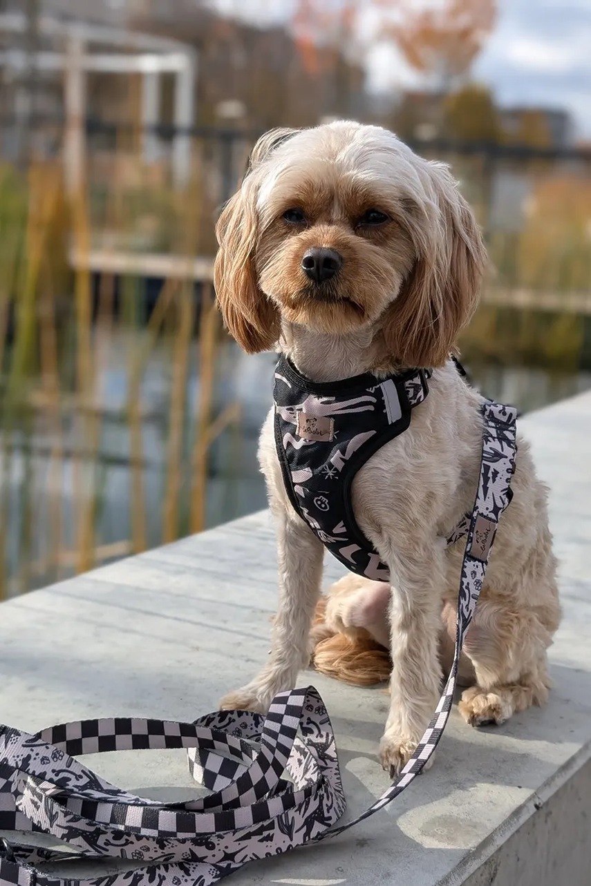 Λουρί σκύλου Bebobi 250 x 2 cm φωτογραφία