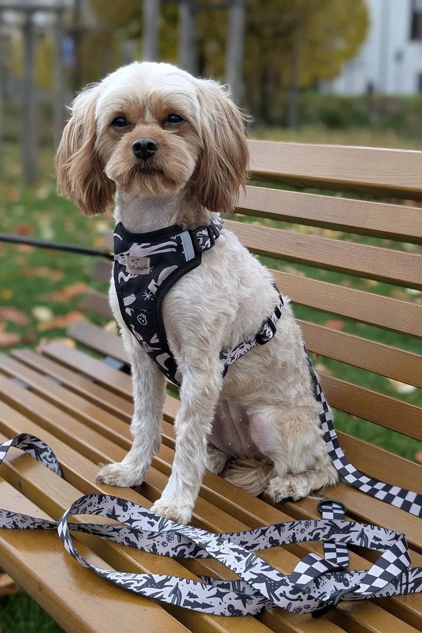 Λουρί σκύλου Bebobi 250 x 2 cm φωτογραφία