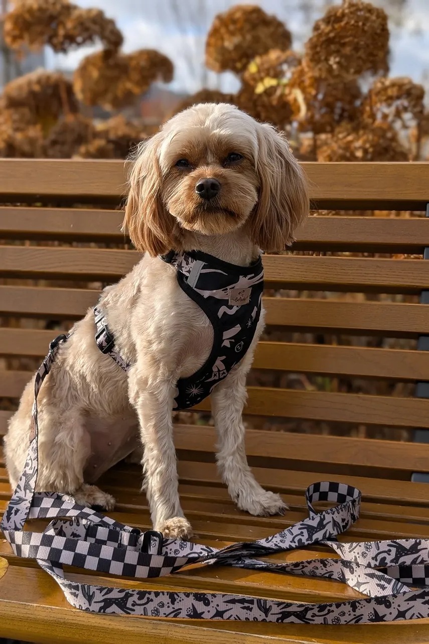 Λουρί σκύλου Bebobi 250 x 2 cm φωτογραφία