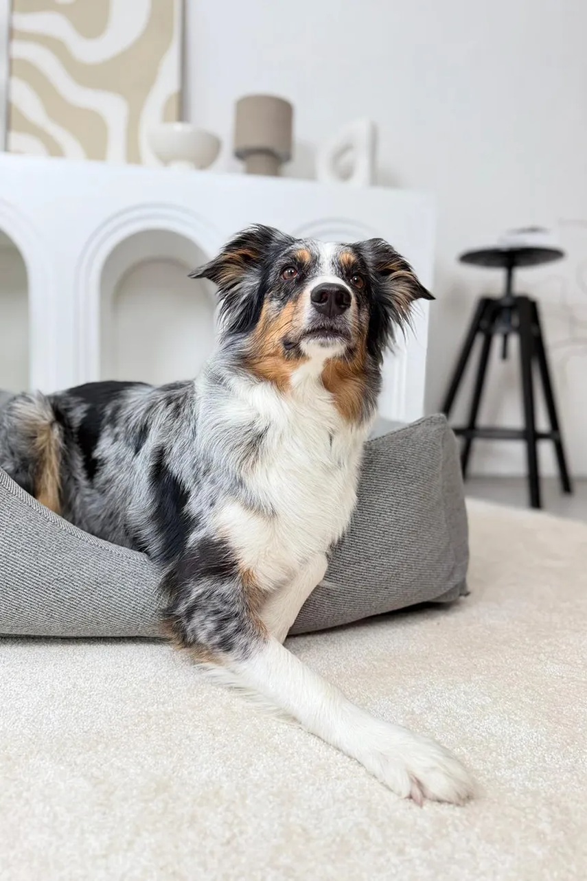 Ορθοπεδικό κρεβάτι για κατοικίδιο Bebobi Lilo 65 x 50 x 17 cm φωτογραφία