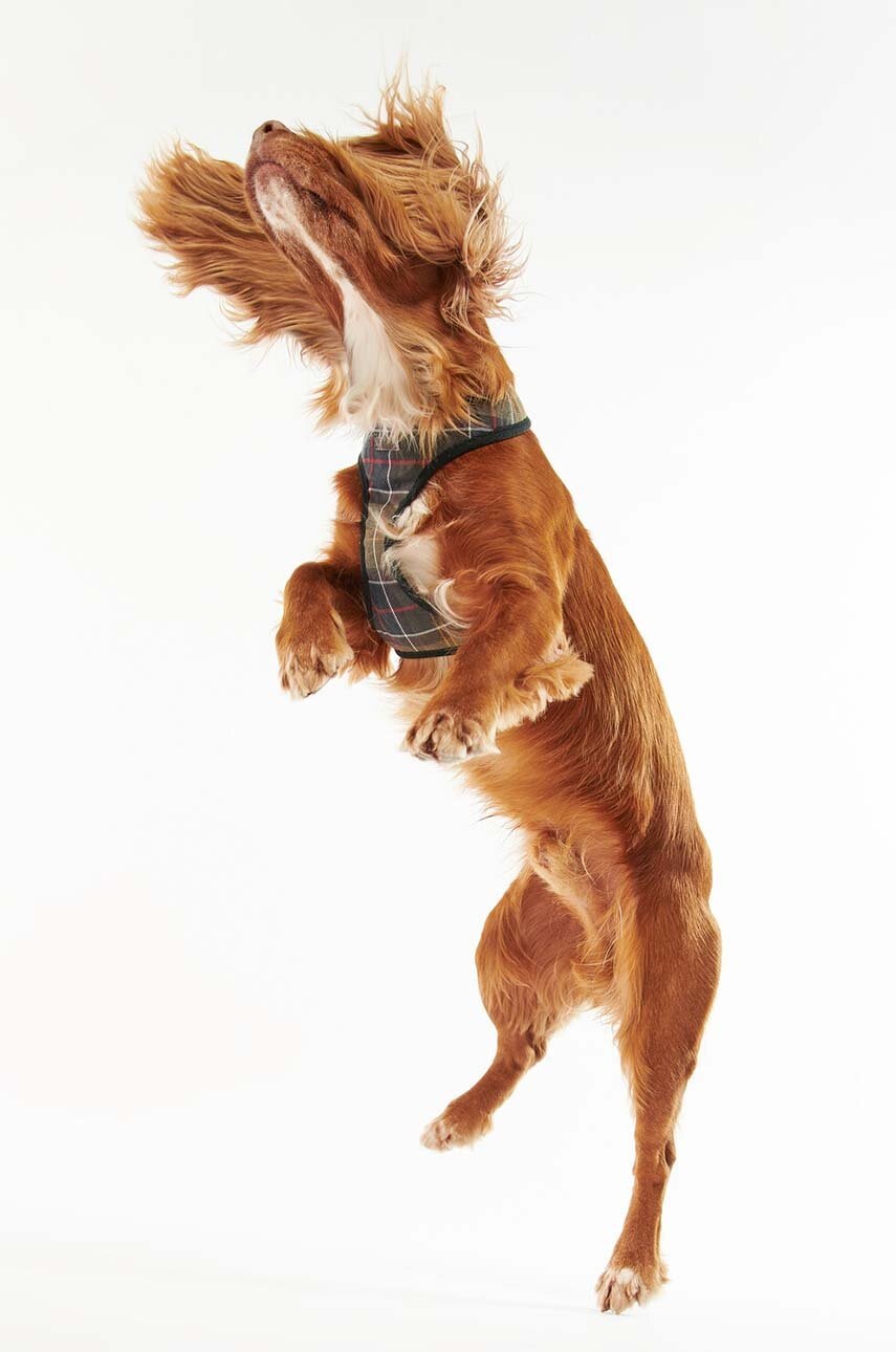 Λουρί για σκύλους Barbour φωτογραφία