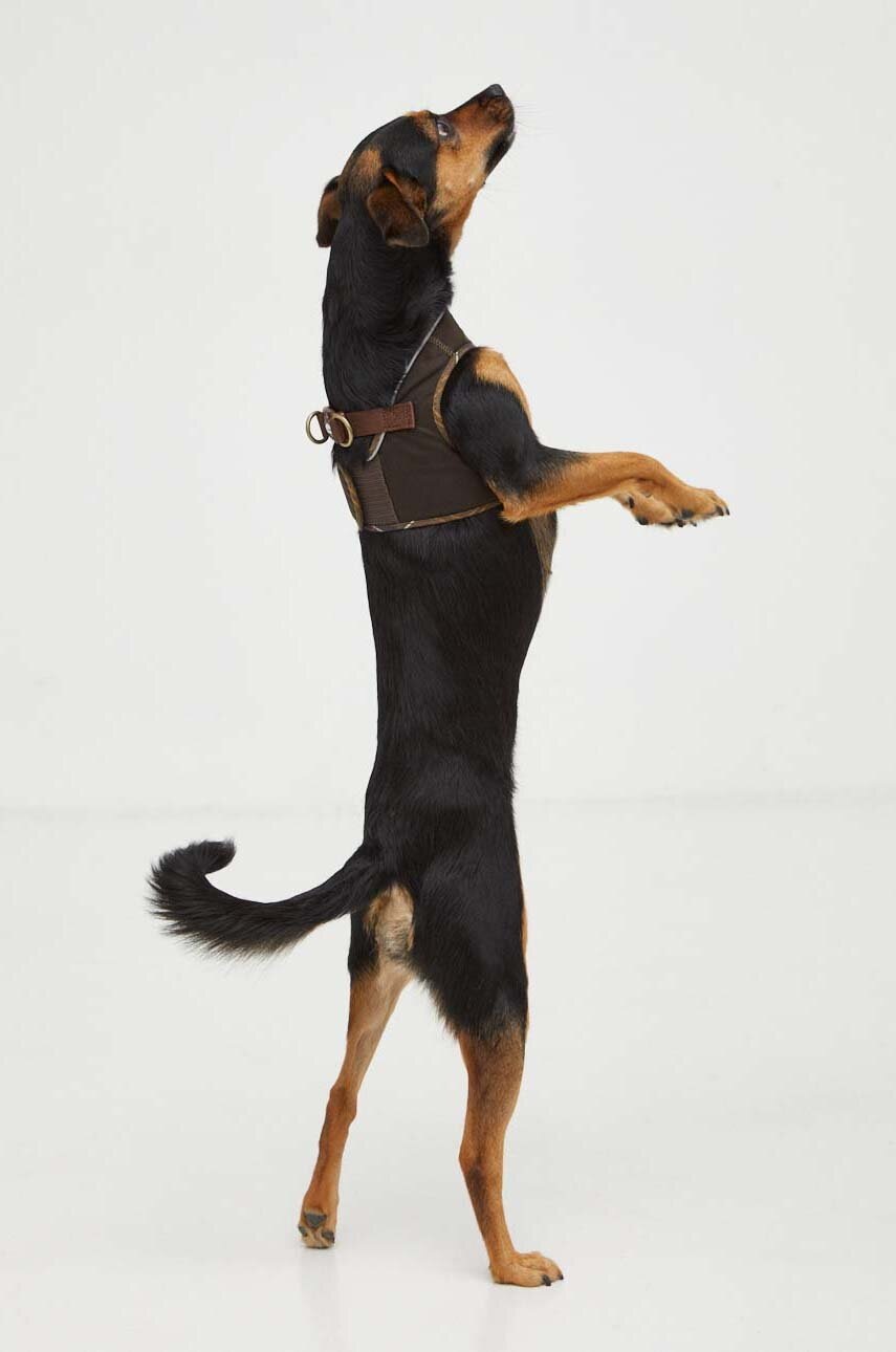 Λουρί για σκύλους Barbour φωτογραφία