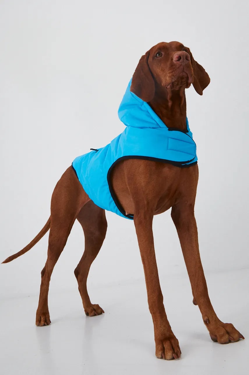 Medicine jachetă pentru un animal de companie