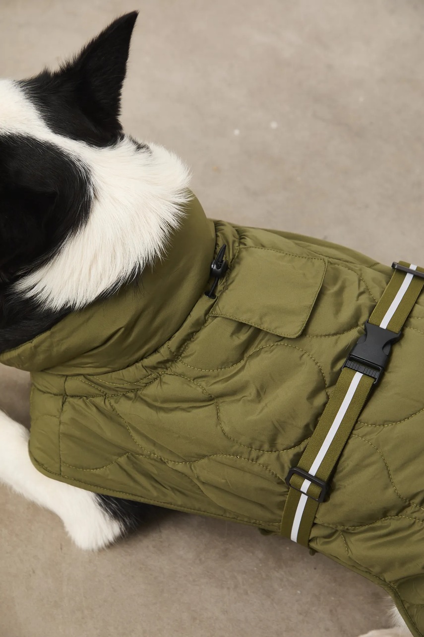 Μπουφάν για κατοικίδιο Medicine φωτογραφία