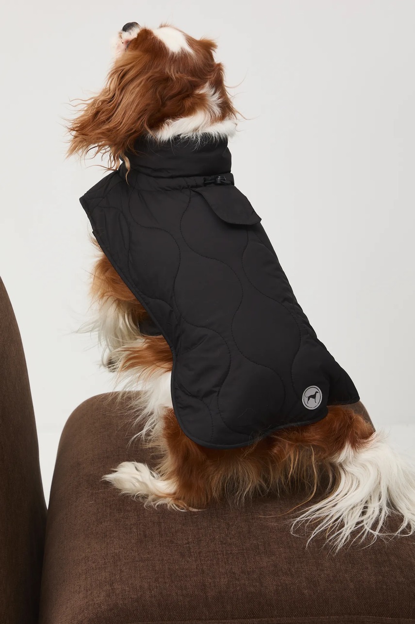 Μπουφάν για κατοικίδιο Medicine φωτογραφία