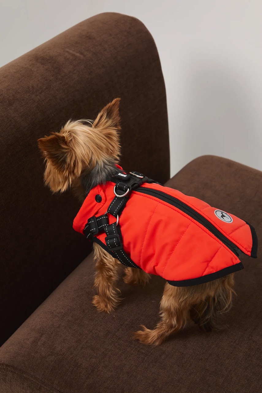 Medicine jachetă pentru un animal de companie