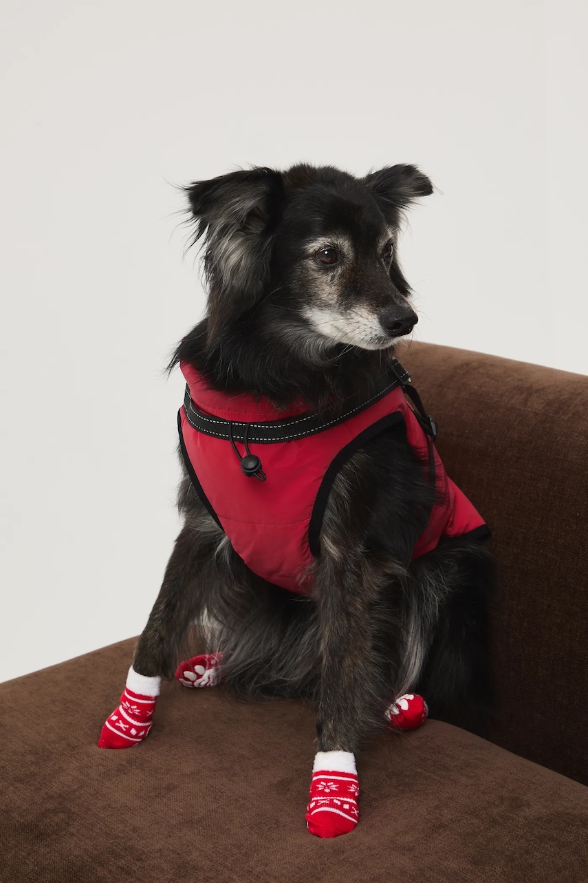 Medicine jachetă pentru un animal de companie Medicine jachetă pentru un animal de companie