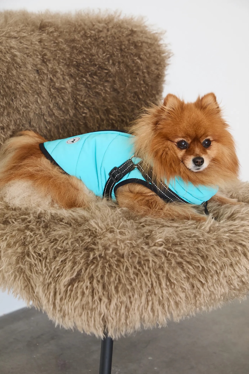 Medicine jachetă pentru un animal de companie