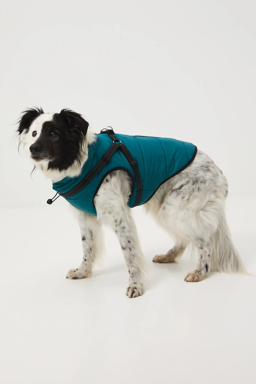 Medicine jachetă pentru un animal de companie