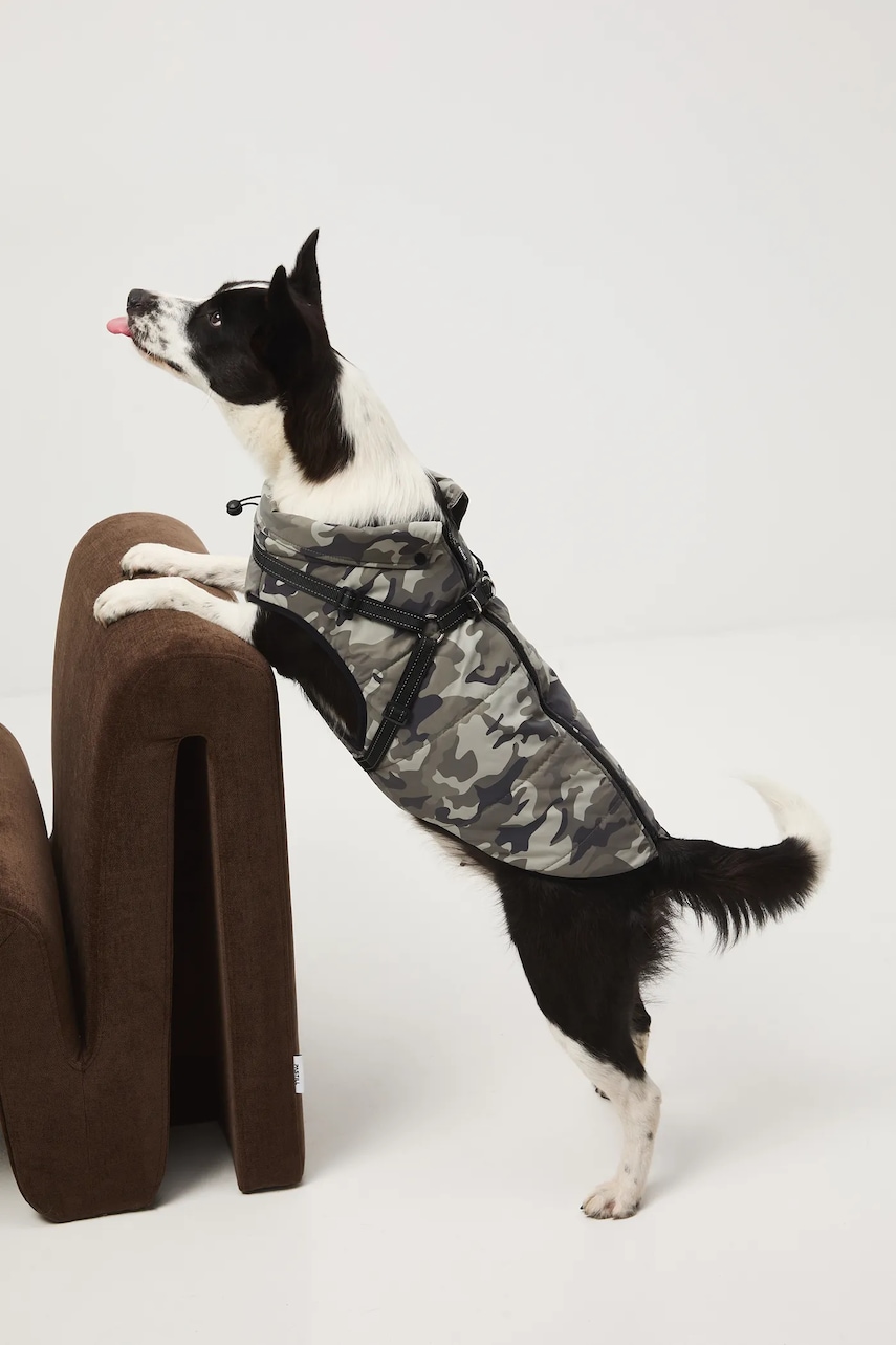 Medicine jachetă pentru un animal de companie