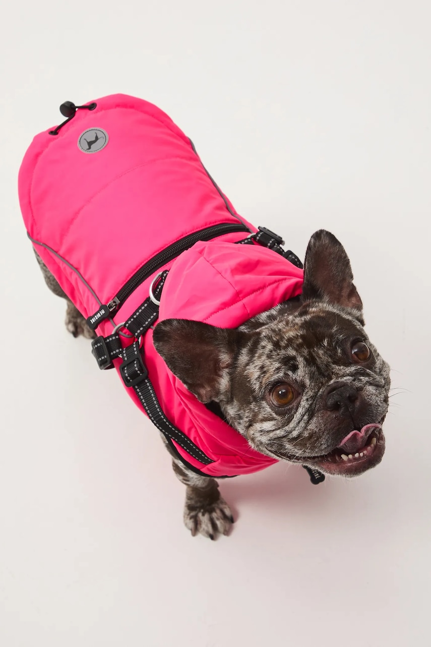 Medicine jachetă pentru un animal de companie