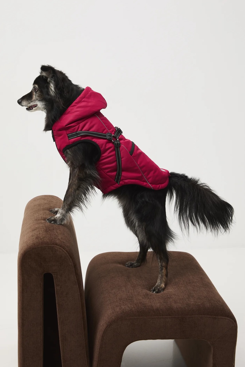 Medicine jachetă pentru un animal de companie