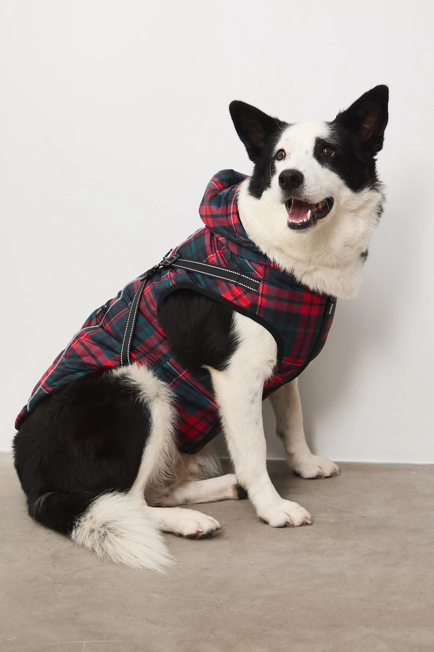 Medicine jachetă pentru un animal de companie