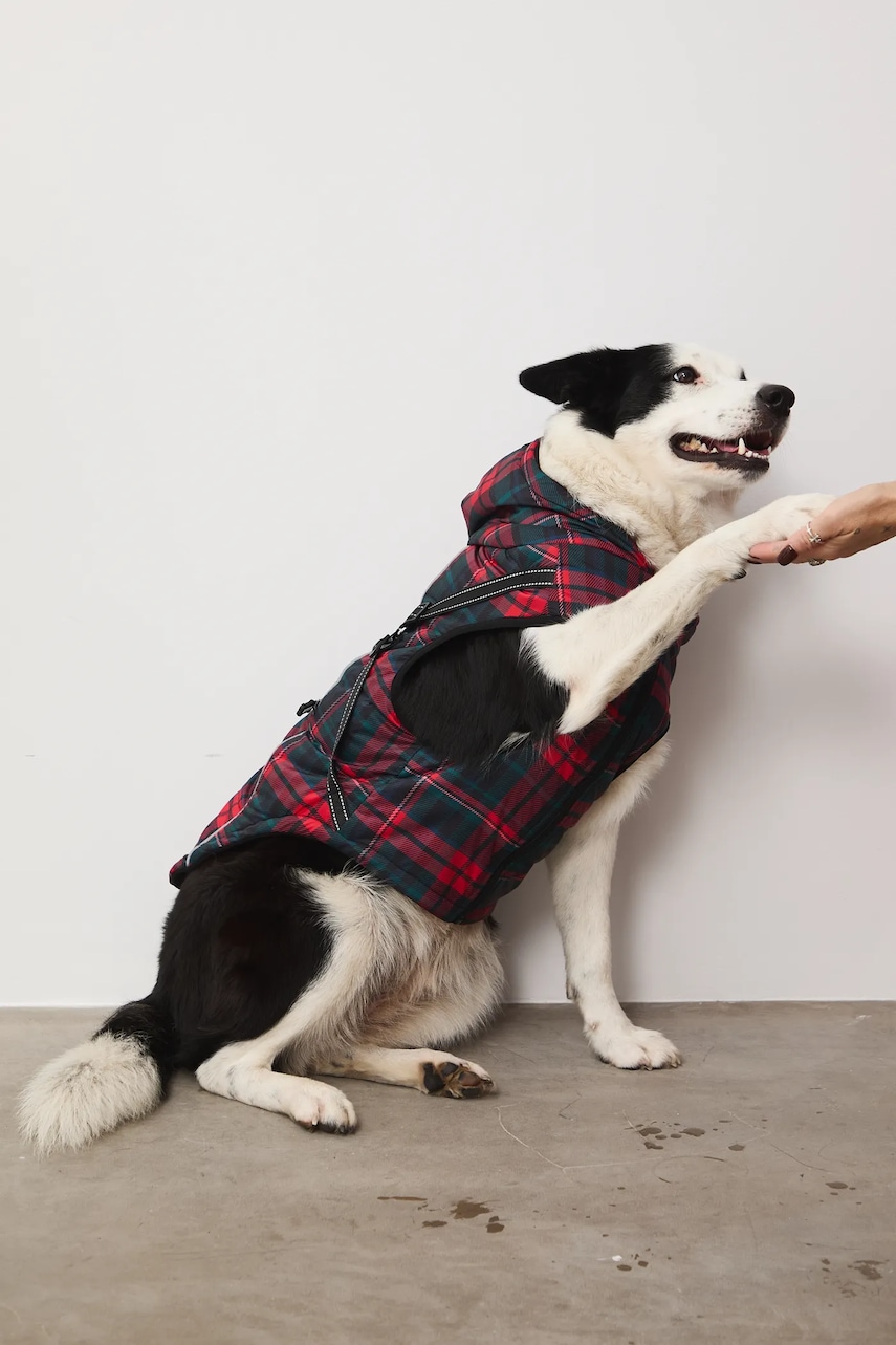 Bunda pro mazlíčka Medicine