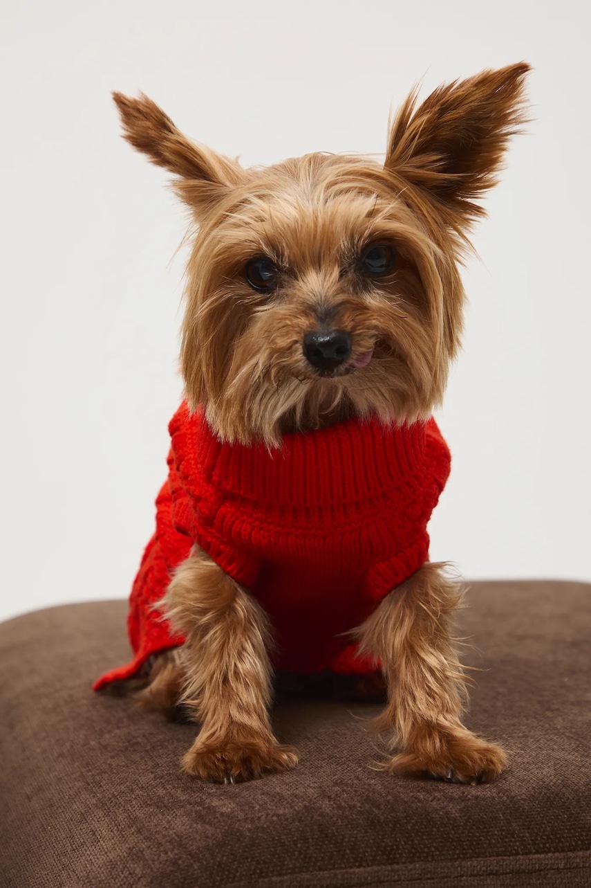 Medicine pulover pentru un animal de companie