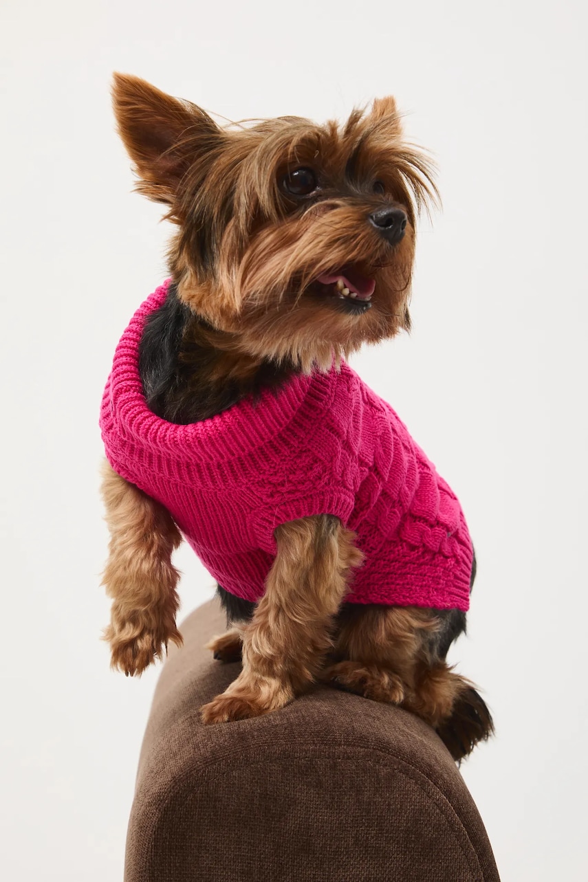 Medicine pulover pentru un animal de companie