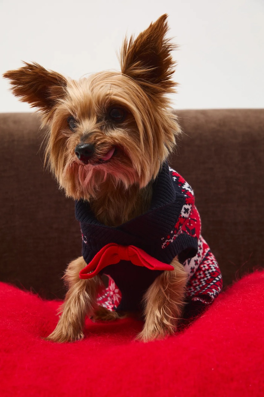 Πουλόβερ για κατοικίδιο Medicine φωτογραφία