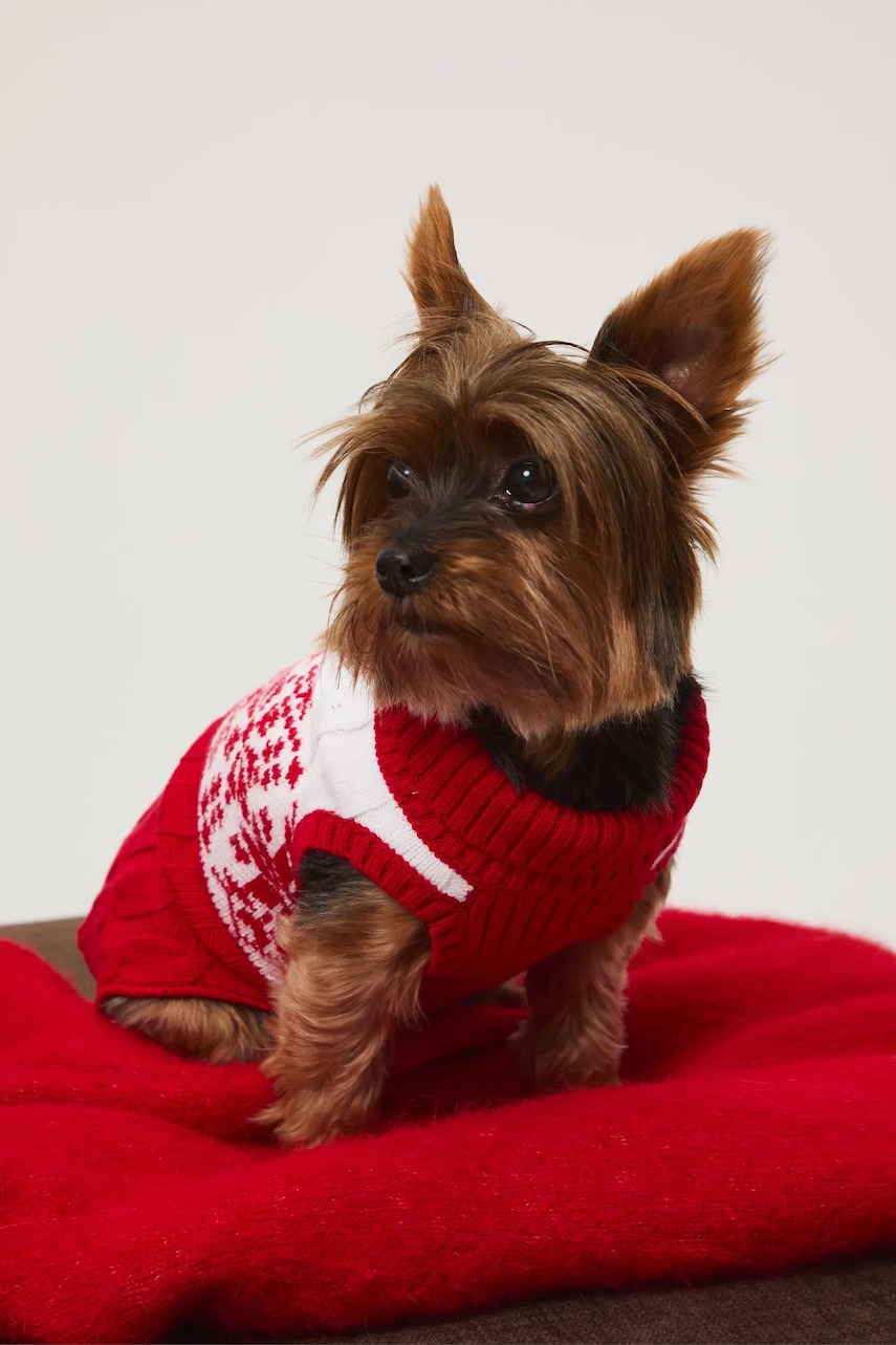 Medicine pulover pentru un animal de companie