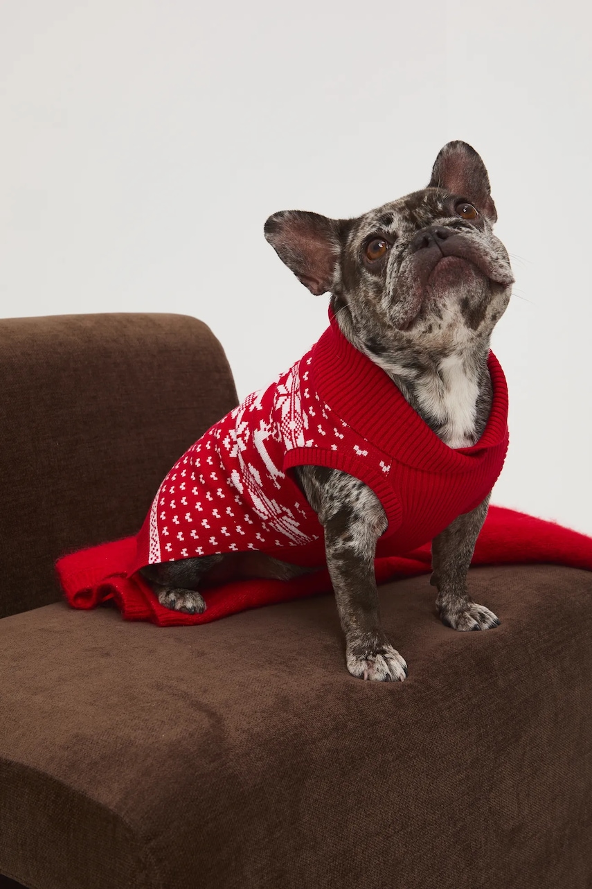 Medicine pulover pentru un animal de companie